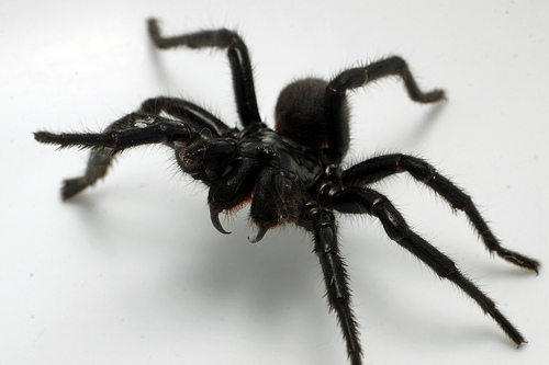 Quali sono gli animali pericolosi in Australia