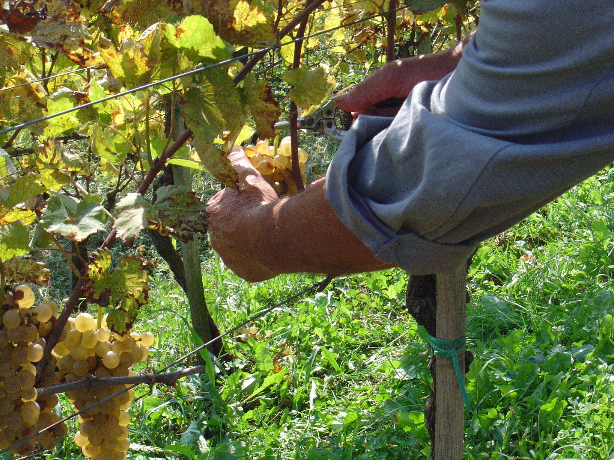 Come assistere alla vendemmia