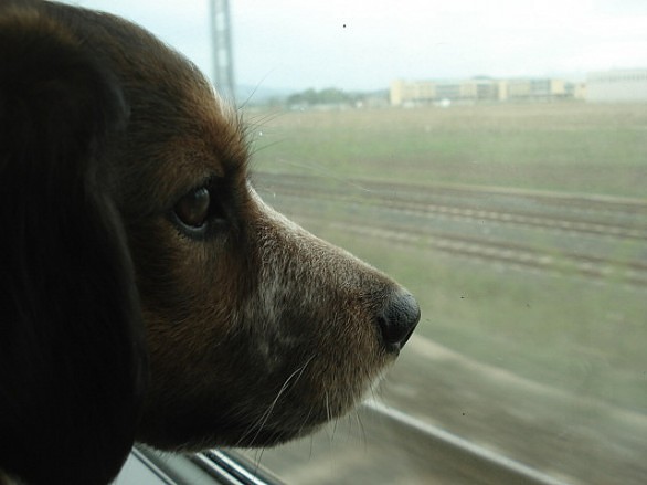 espatriare con il cane