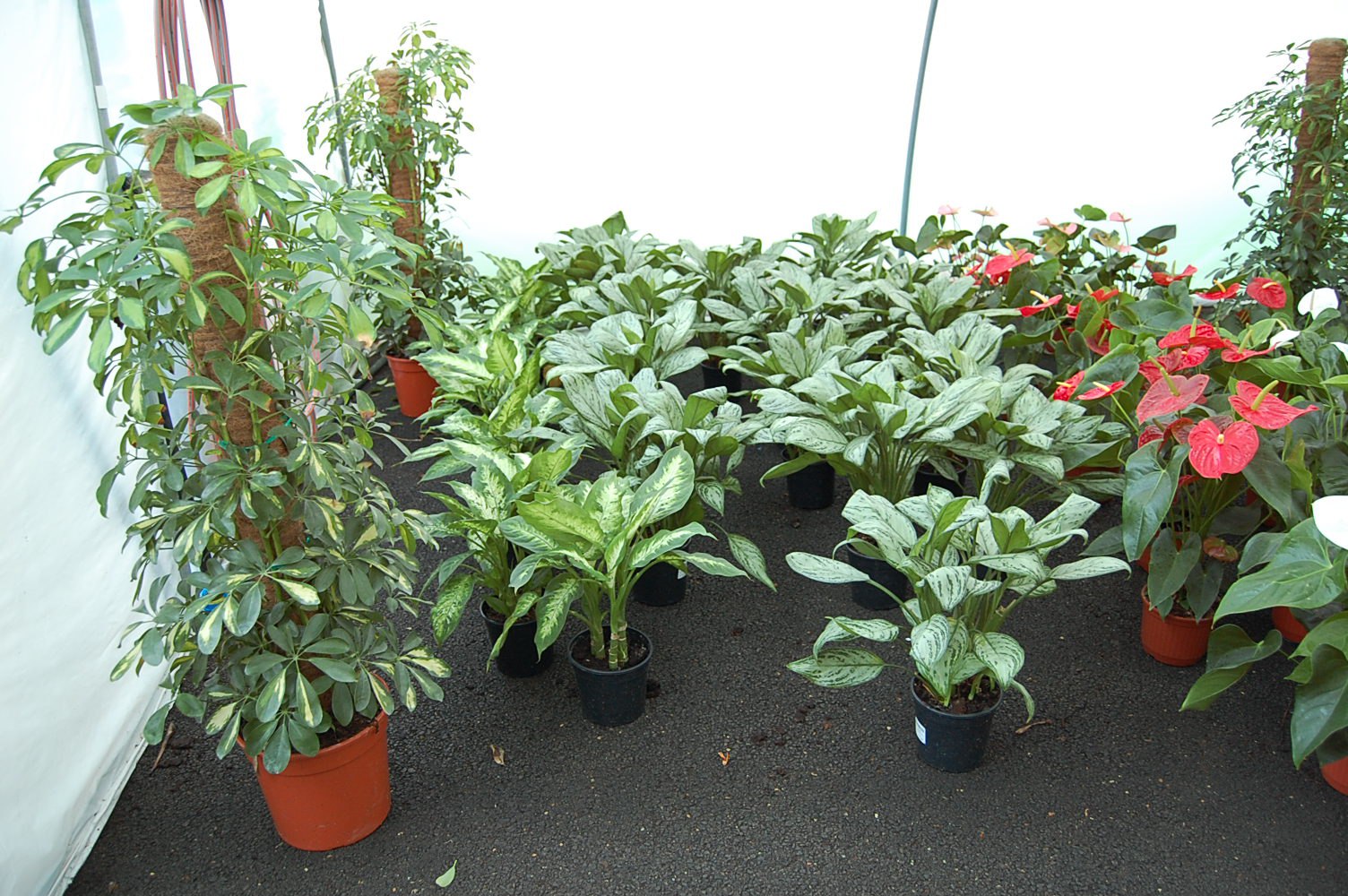 innaffiare le piante in vacanza