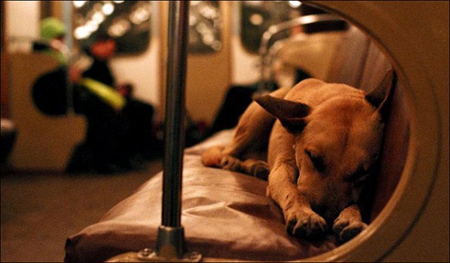 Le condizioni per espatriare con il cane